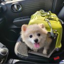 퍼피 비비드(puppy vivid) 이미지