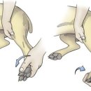 브이동물메디컬센터 이미지