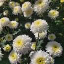 일도농장 이미지