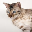 순한고양이 이미지