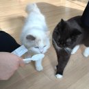 카페041 | 딸내미들이랑 다녀온 지상냥원 실내데이트, 천안고양이카페 후기