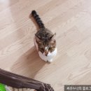 씨유 용인보라점 | 고양이 중성화 수술 후기/ 한국중성화지원센터 추천
