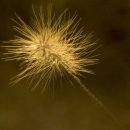 뿔난강아지 이미지