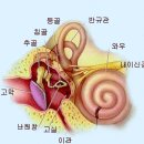 귀의구조 이미지