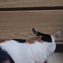 파스타리코(장안점) 이미지