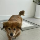 내동애견 이미지