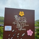 5월9일(금) 경북 영양군 산나물 축제 여행후기 이미지