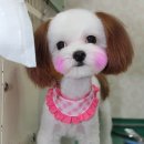 펫시스터즈 이미지