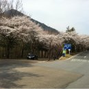 대청댐 벚꽃사진 이미지