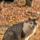 지에스(GS)25 복정도서관점 | 10만원 초반! 가성비 넘치는 제주 애월 올레리조트 내돈내산 후기