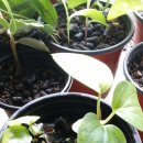 후추하우스 이미지