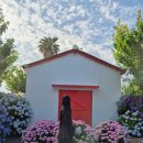 우사미 - 달성군 죽곡1길 5 | 제주 수국명소 답다니수국밭 후기｜우사미뷔페·원앤온리 코스🌿