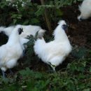 농장염소탕 이미지