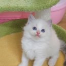 뀨냥네 네이버블로그