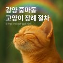 진접솔동물병원 | 광양 중마동 반려동물장례식장 푸른솔, 고양이별로 너를 떠나보내며