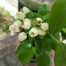 금릉황토 이미지