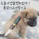 멍멍이네 이미지