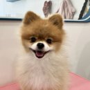 지애롭개 이미지