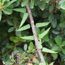 좁은잎계요등Paederia scandens var. angustifolia (Nakai) S.S.Ying 이미지