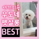까꿍펫살롱 | 제주애견미용 우도네펫살롱 핑크 에디션 후기!