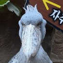 [남해 여행] 오직 슈빌을 보러 갔습니다｜아라마루 아쿠아리움 슈빌 생태설명회 후기 + 슈빌 기념품
