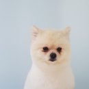 도브리댕 이미지