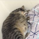 이야옹 이미지
