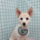 펫피파니 이미지