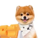 별별강아지 이미지