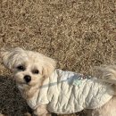 아기곰스튜디오 | [후기] 스튜디오 호요 강아지 이름표 통통이 네임택