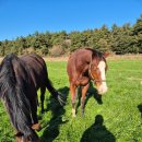 부경목장 이미지