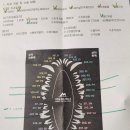 미소동물치과병원 | 힐링힐스동물치과병원 진도믹스 방문 후기 스케일링/레진/치주염/영수증