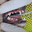 박물관옆동물병원 이미지