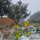 제주공항 결항소식으로 이미지