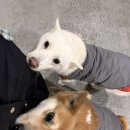 행복한동아리 | 유기견 보호소 이불기부·나홀로 봉사 준비물과 직접 다녀온 후기 | 동아리 주소 택배