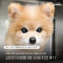 강아지 비정형 에디슨병 치료 후기, 잠실송파동물병원, 잠실ON동물의료센터