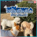 멍멍아 여기어때 이미지