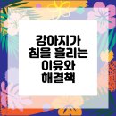 모루 동물의료센터 | 중랑구동물병원 강아지 침 흘림 문제를 해결하는 방법!