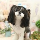 나나애견미용 이미지