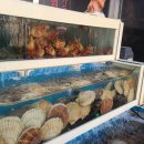 싱싱회관 이미지