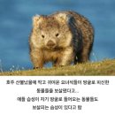 호주 산불 때 톡톡한 공을 세운 동물 이미지