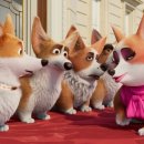 프린스 코기 이미지