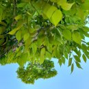 중앙초등학교화남분교 이미지