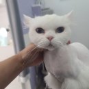 아꼬운몽 이미지