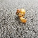 용인대 대덕 태권도(소담관) 이미지