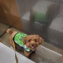 깔꼼 애견미용실 이미지