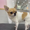 향동애견미용 이미지