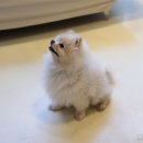 댕굴댕굴 이미지