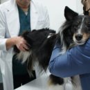 우리동생 동물병원 이미지