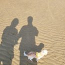 제이 앤 제이 애견 이미지